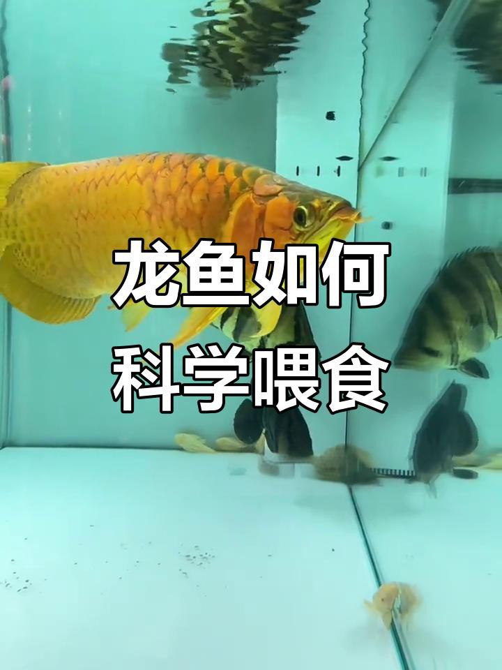 紅龍魚多久喂一次活餌？