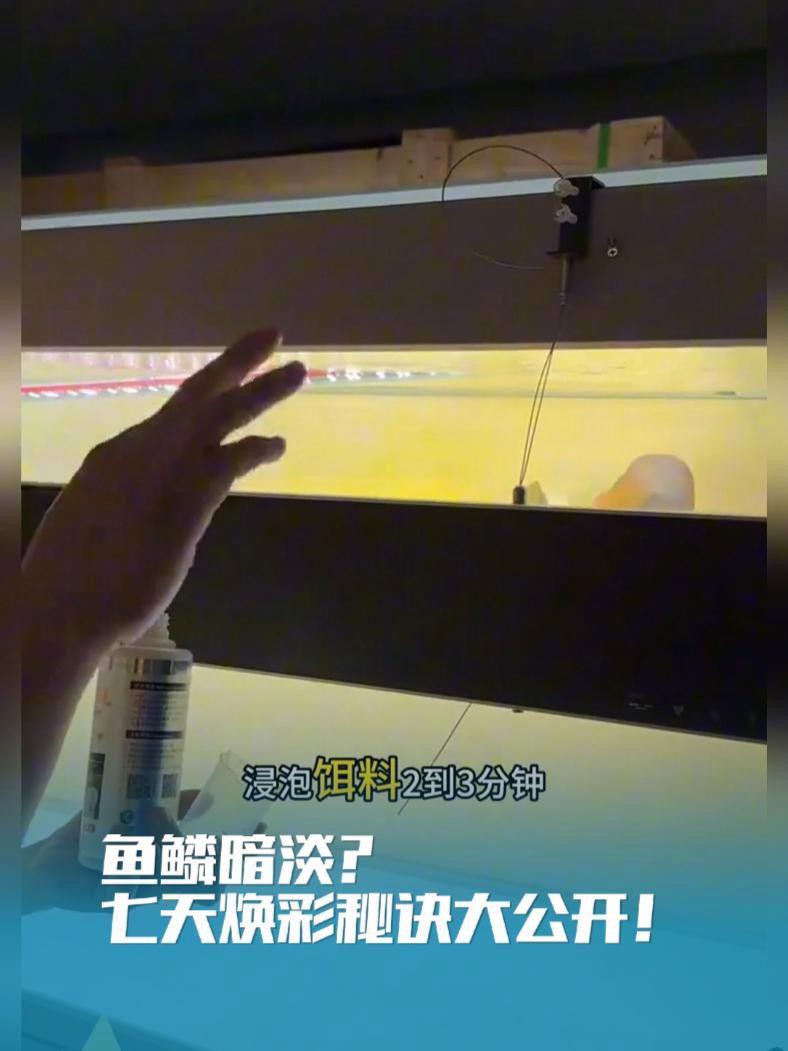 紅龍魚吃什么激素可以上色快