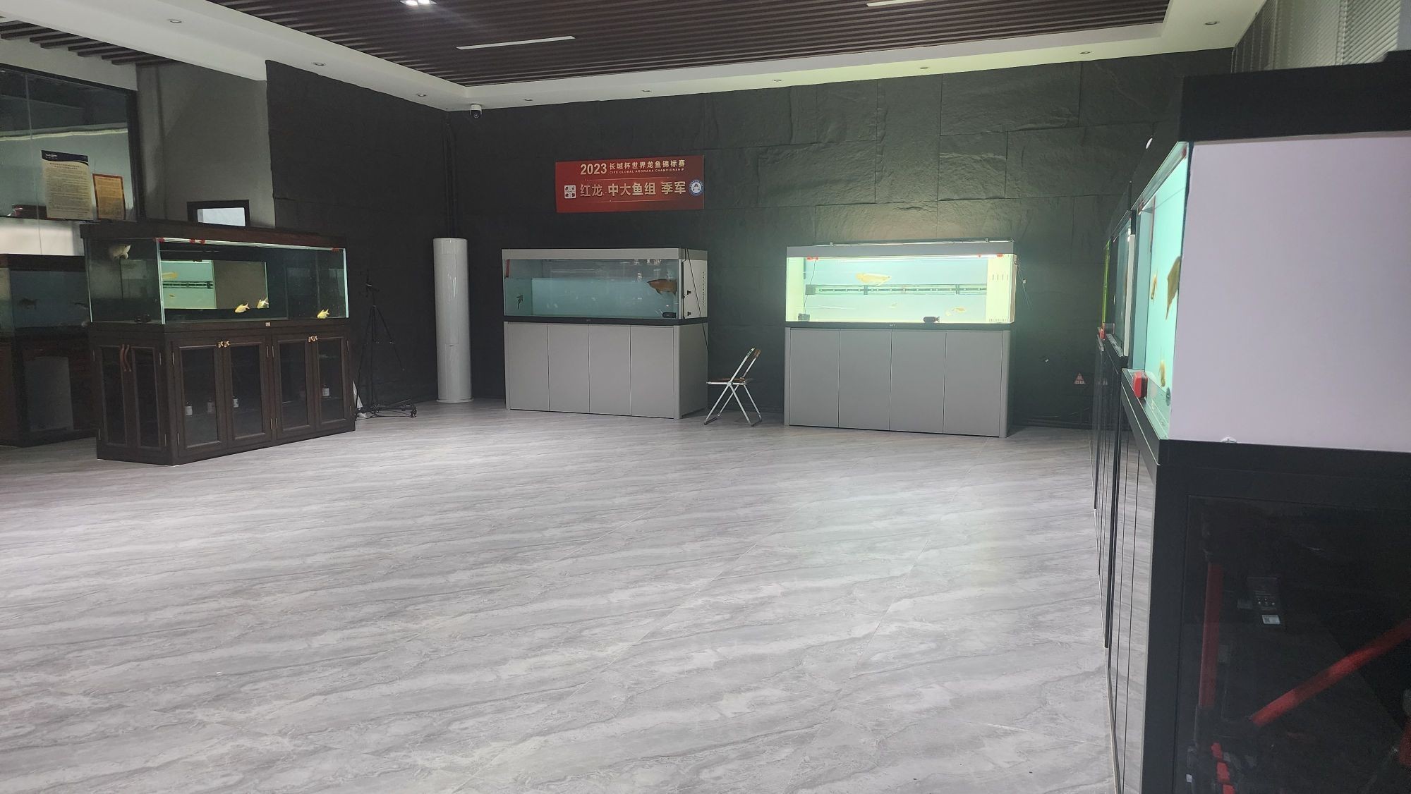 深圳哪里有賣雷龍魚的