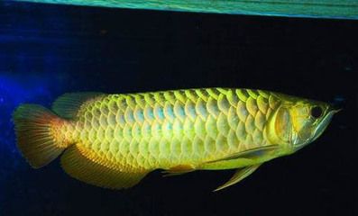 銀龍魚怎么開食（如何讓銀龍魚開口吃食）