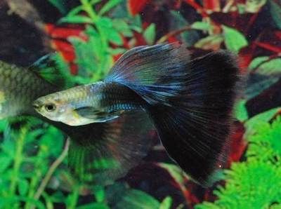 銀龍魚怎么開食（如何讓銀龍魚開口吃食）
