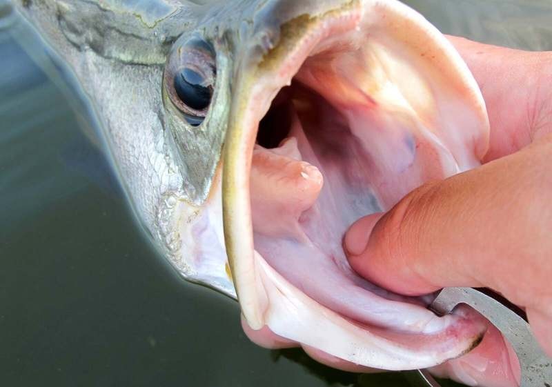 龍魚和關刀魚