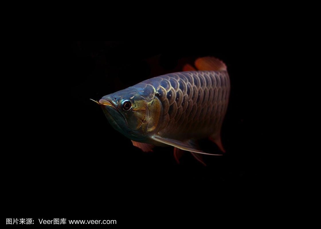 龍魚背景圖尺寸一般多大合適？