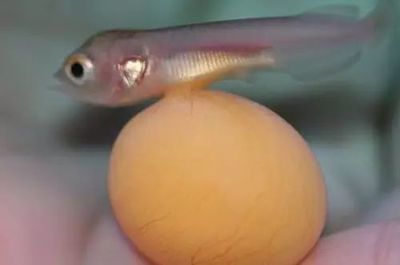 龍魚下蛋：龍魚下蛋可能會(huì)有一些明顯的征兆，可能會(huì)讓主人誤認(rèn)為嚴(yán)重問題