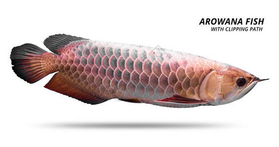 銀龍魚用什么顏色的背景（銀龍魚的背景顏色對于展示其美麗和減少壓力非常重要）