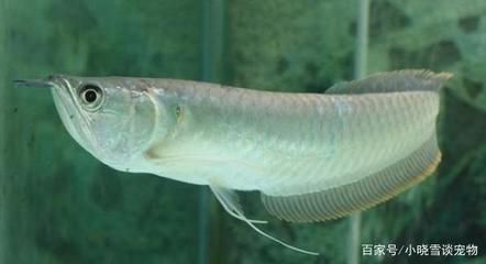 銀龍魚用什么顏色的背景（銀龍魚的背景顏色對于展示其美麗和減少壓力非常重要）