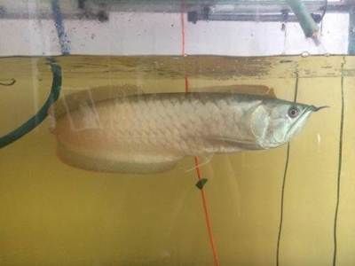 鞍山龍魚：鞍山龍魚市場價(jià)格