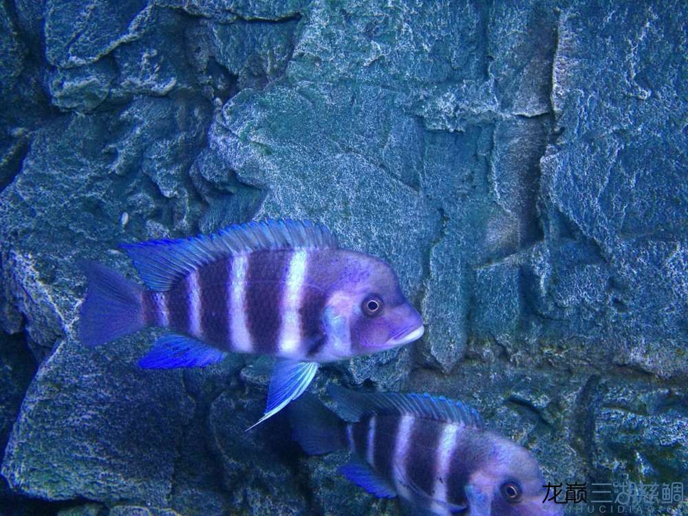 鞍山龍魚：鞍山龍魚市場價(jià)格