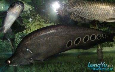 鞍山龍魚：鞍山龍魚市場價(jià)格