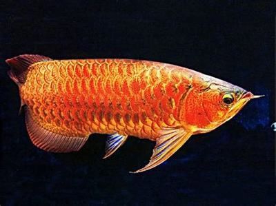 對(duì)龍魚(yú)的形容句子簡(jiǎn)短英語(yǔ)（形容龍魚(yú)優(yōu)美的句子）