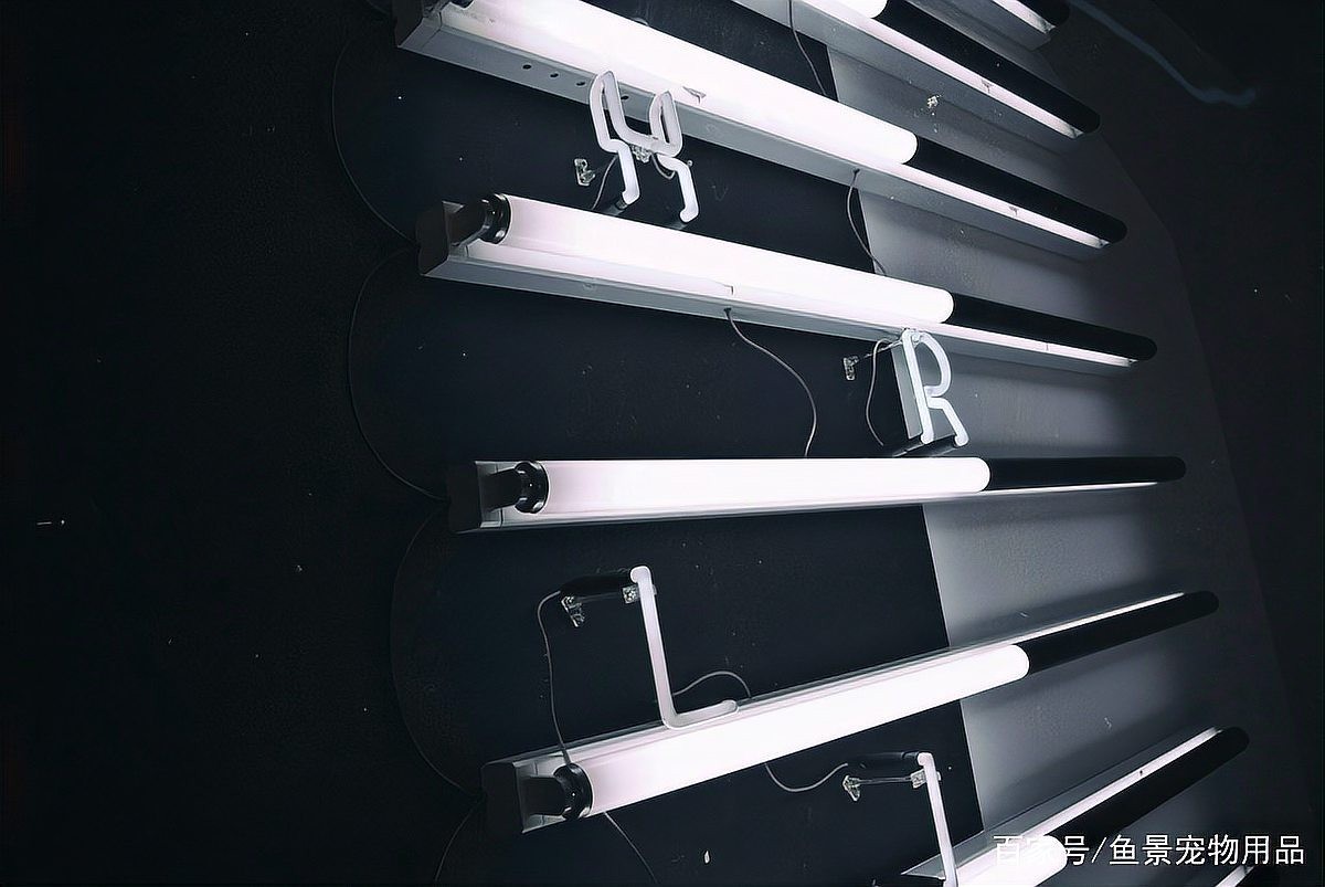 龍魚為什么要用三基色燈照水