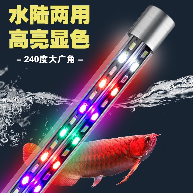 龍魚為什么要用三基色燈照水