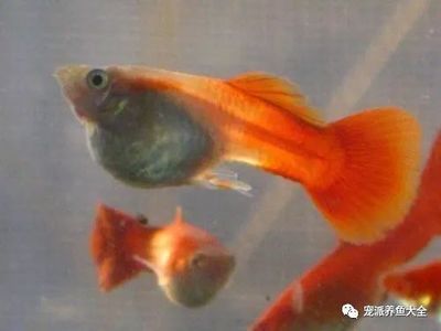 錦鯉和龍魚哪個好養活：在錦鯉和龍魚這兩種魚類中，錦鯉通常被認為相對較好養活