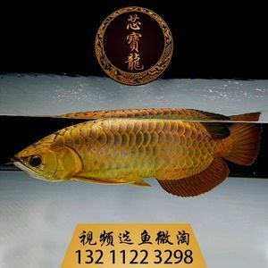 龍魚一側肚子凸起：龍魚肚子鼓起是怎么回事？
