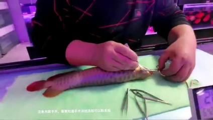 龍魚吊眼手術(shù)后會瞎么：關(guān)于龍魚掉眼手術(shù)的問題