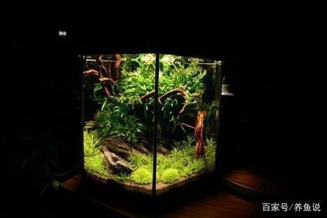 養個魚缸要多少錢（如何選擇適合自己空間的魚缸）