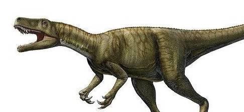 金龍魚霸王龍打架百科