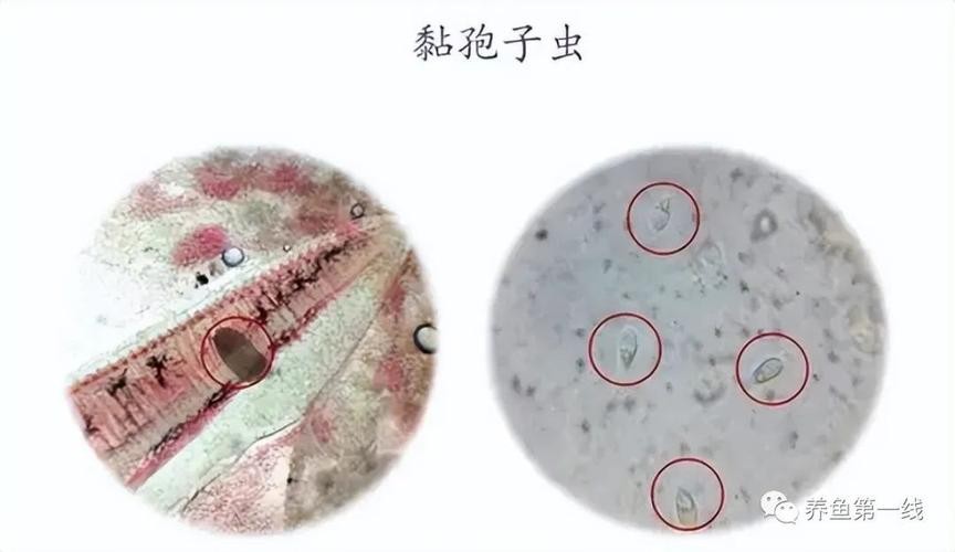龍魚寄生蟲圖片大全