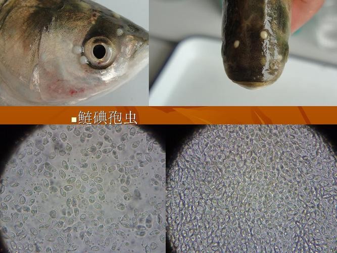 龍魚寄生蟲圖片大全