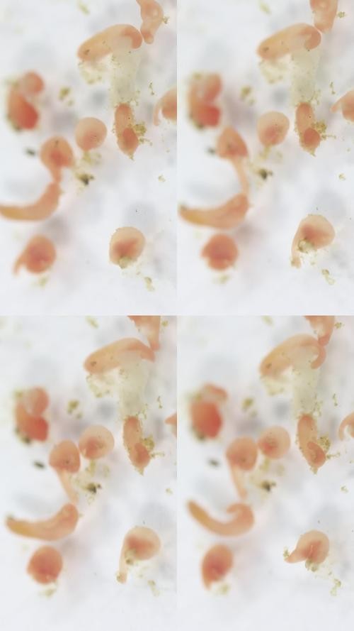 龍魚寄生蟲圖片大全
