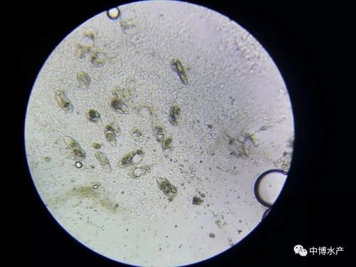 龍魚寄生蟲圖片大全