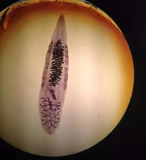 龍魚寄生蟲圖片大全