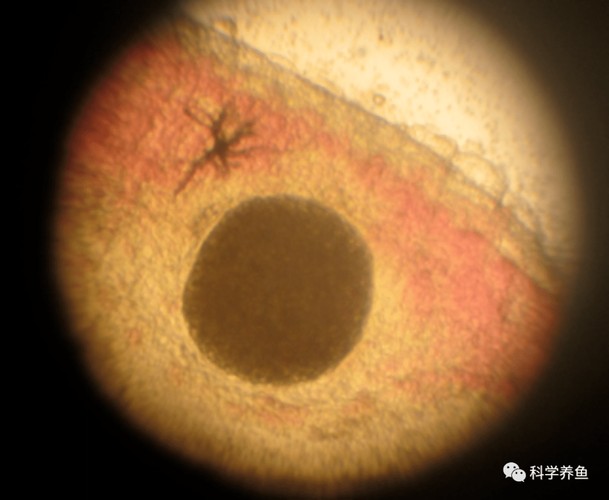龍魚寄生蟲圖片大全