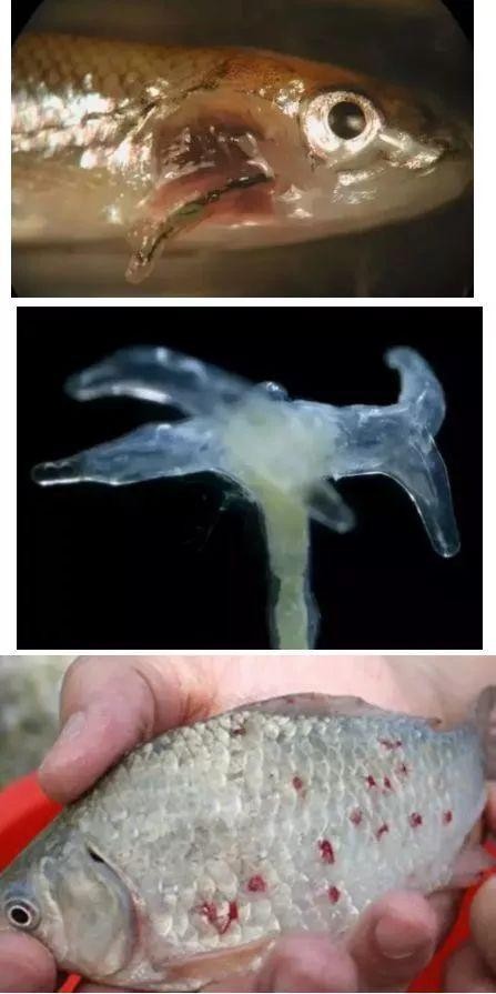 龍魚寄生蟲圖片大全