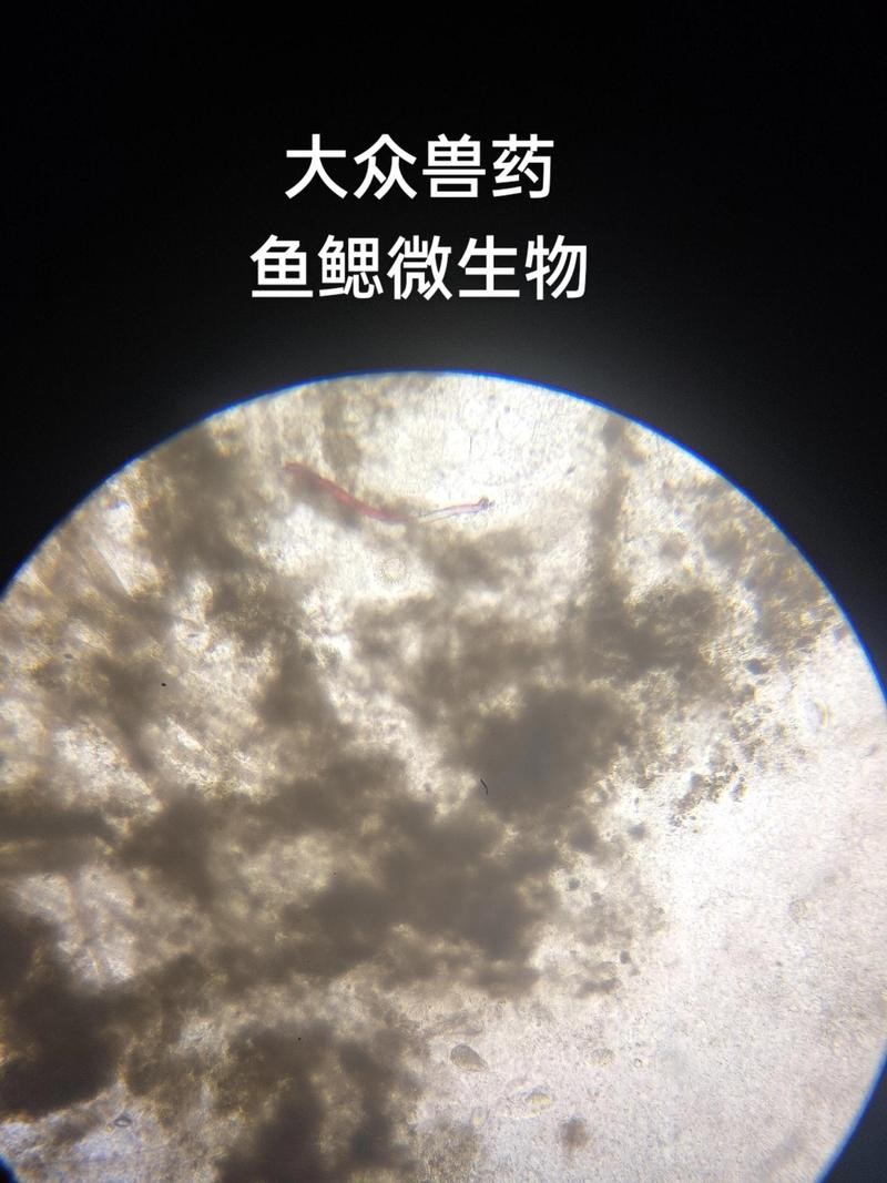 龍魚寄生蟲圖片大全