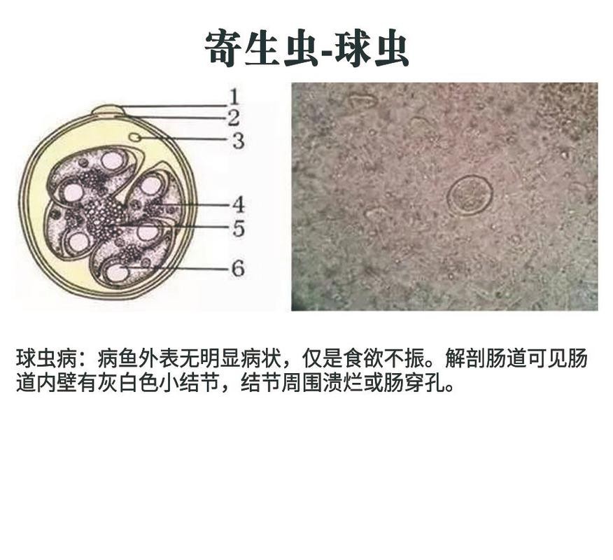 龍魚寄生蟲圖片大全