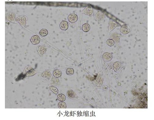 龍魚寄生蟲圖片大全