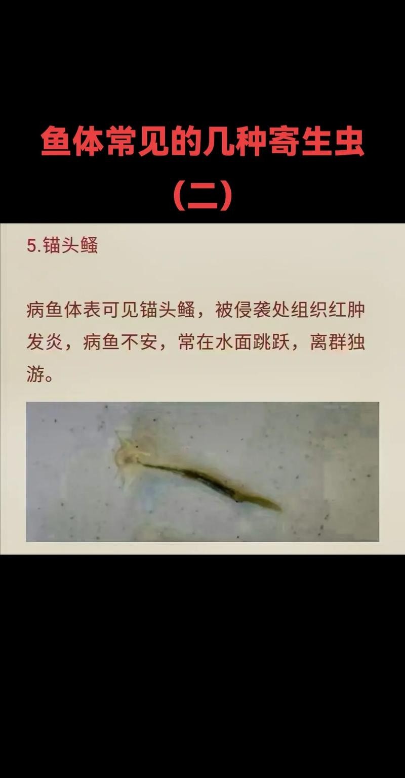 龍魚寄生蟲圖片大全
