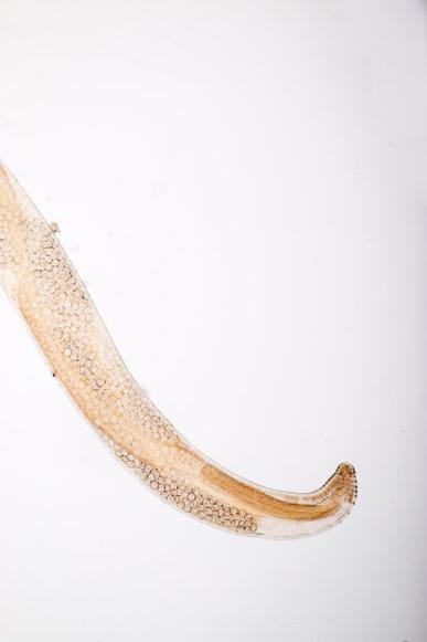 龍魚寄生蟲圖片大全