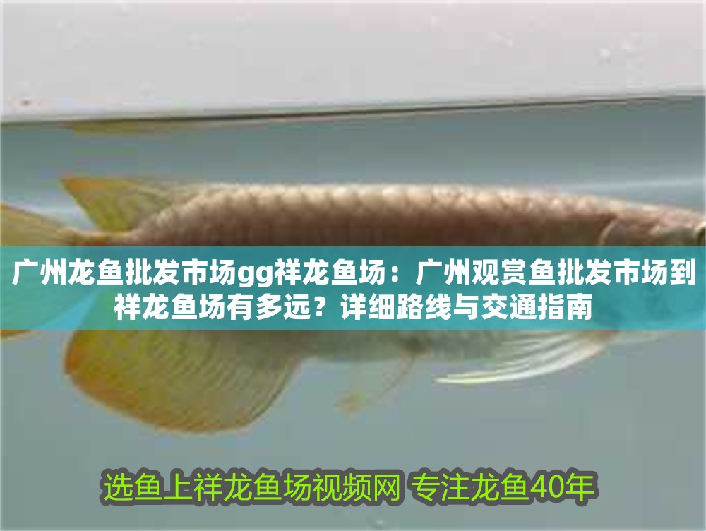 廣州龍魚批發市場gg祥龍魚場：廣州觀賞魚批發市場到祥龍魚場有多遠？詳細路線與交通指南