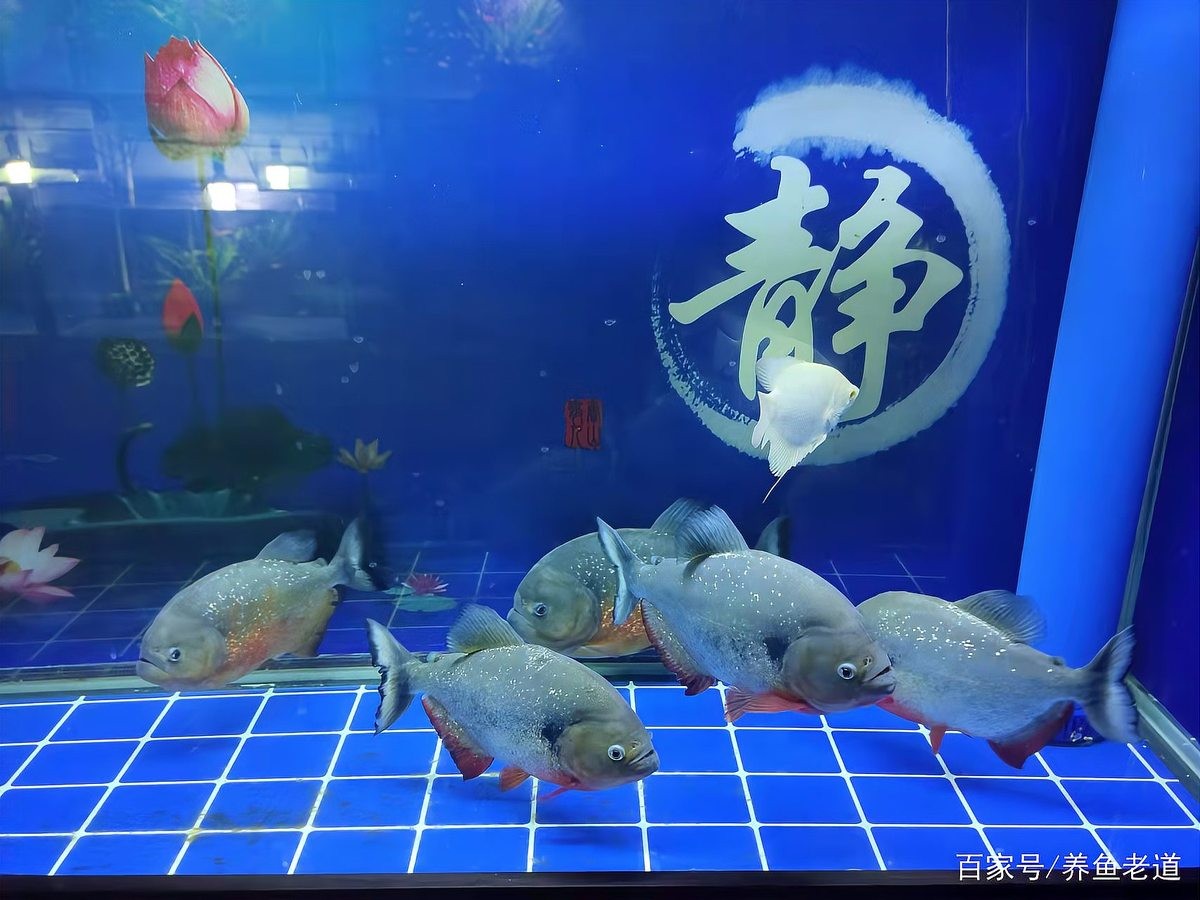 雷龍和招財貓混養需要多大的魚缸？