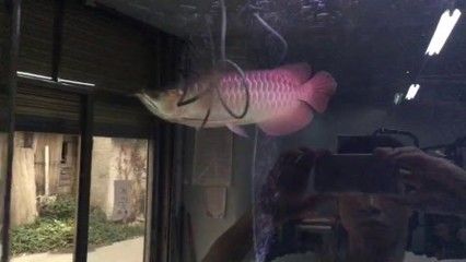 紅龍魚戰(zhàn)車是什么品級