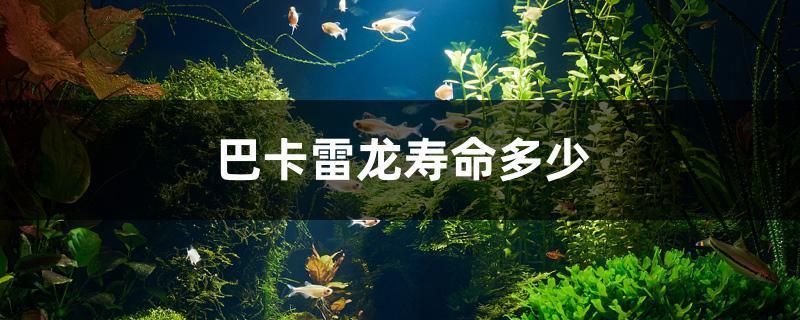 巴卡雷龍魚的壽命是多少年（巴卡雷龍魚的壽命在理想條件下可以達到5-10年）