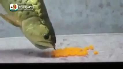 單條龍魚能生蛋嘛怎么養的