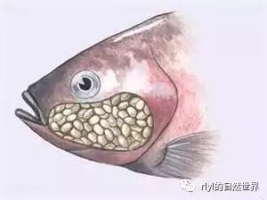 龍魚一個月不吃