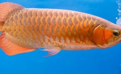 龍魚一個月不吃