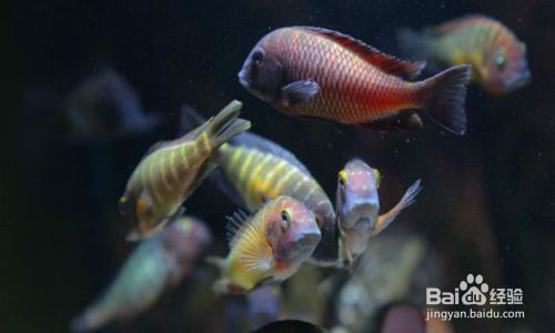 蝴蝶魚繁殖期的特殊飲食，蝴蝶魚在繁殖期的飲食習性