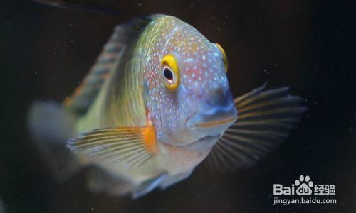蝴蝶魚繁殖期的特殊飲食，蝴蝶魚在繁殖期的飲食習性