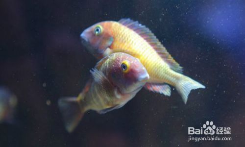 蝴蝶魚繁殖期的特殊飲食，蝴蝶魚在繁殖期的飲食習性