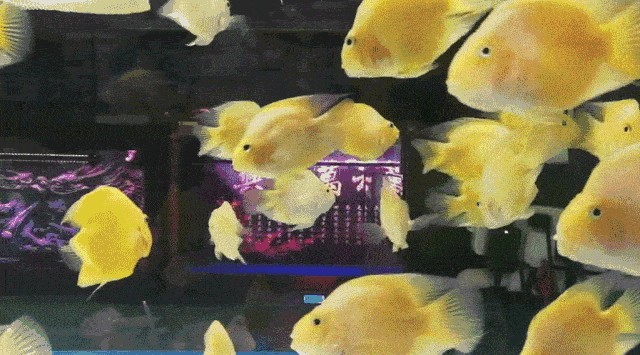 大型魚缸定做find祥龍魚場（大型魚缸定做-祥龍魚場）