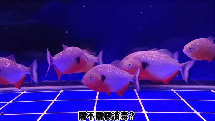 龍魚缸開缸新濾材需要消毒嗎：新購買的魚缸濾材是否需要消毒 龍魚缸開缸新濾材需要消毒嗎：新購買的魚缸濾材是否需要消毒 龍魚百科 第2張