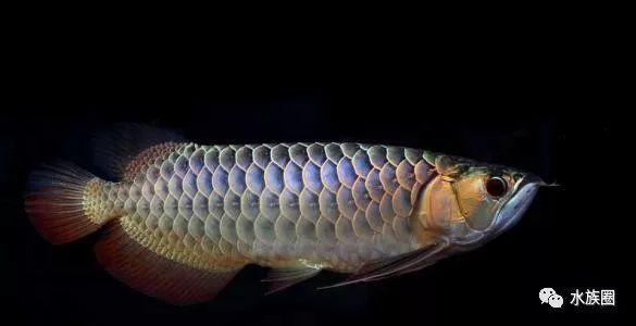 龍魚缸開缸新濾材需要消毒嗎：新購買的魚缸濾材是否需要消毒 龍魚缸開缸新濾材需要消毒嗎：新購買的魚缸濾材是否需要消毒 龍魚百科 第5張