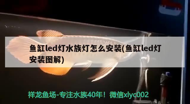 金龍魚混養好嗎能活嗎圖片：金龍魚能混養什么魚