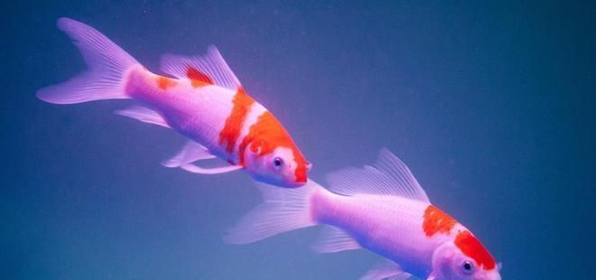 龍魚增色飼料的自制方法：如何自制龍魚增色飼料