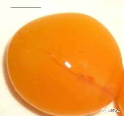 金龍魚從小到大的尺寸：金龍魚從小到大的尺寸變化