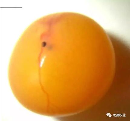 金龍魚從小到大的尺寸：金龍魚從小到大的尺寸變化